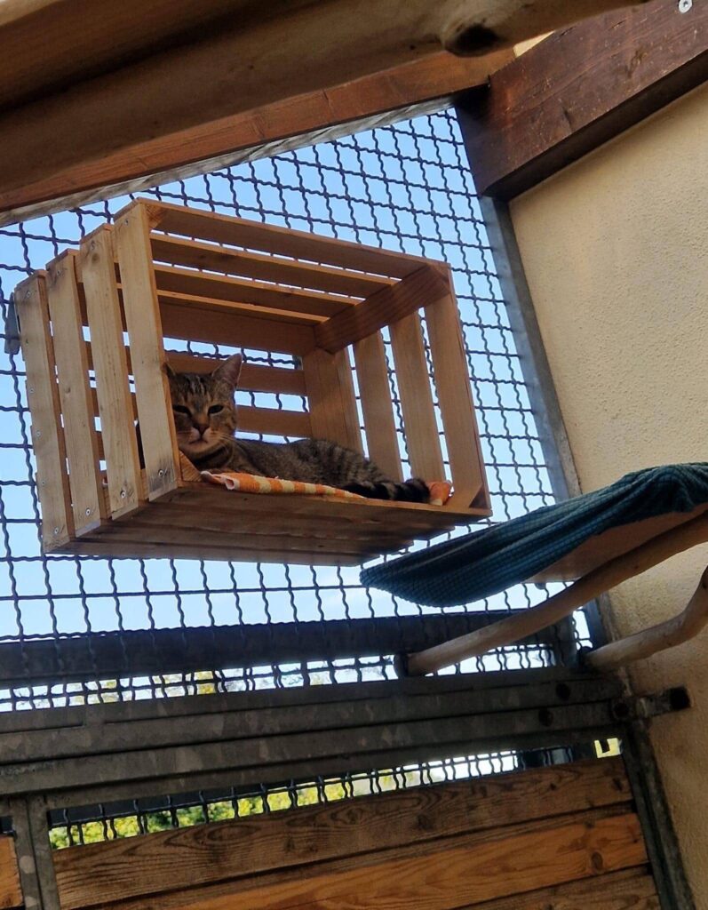 Katze chillt im Außengehege | Tierheim Kleinheubach
