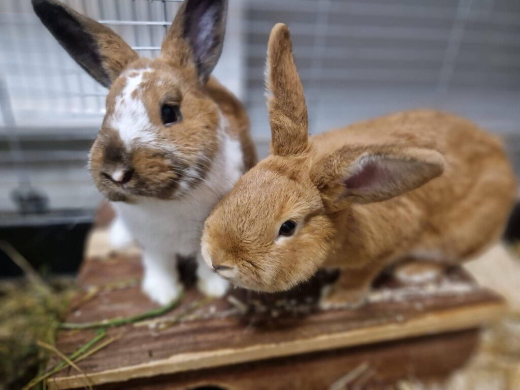 Süße Hasen im Tierheim Kleinheubach