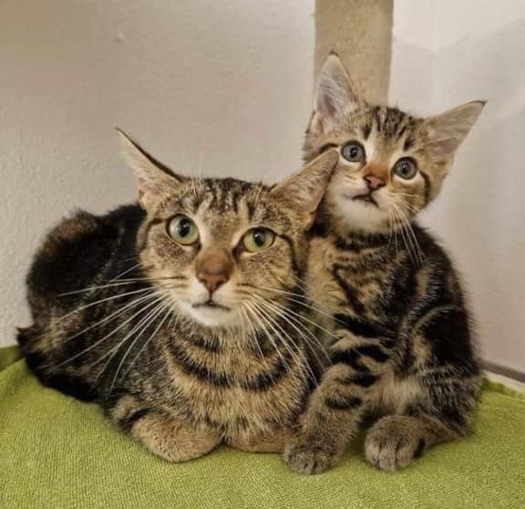 Katzenmama mit Kätzchen | Tierheim Kleinheubach