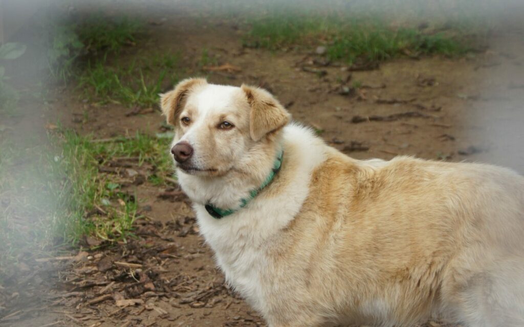 Animal shelter Keinheubach, dog in kennel