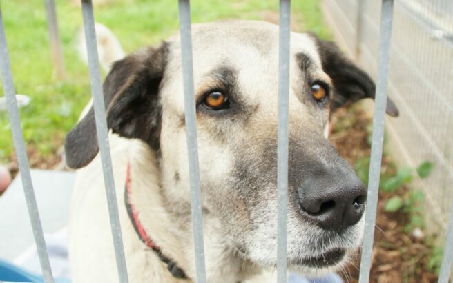 Animal shelter Keinheubach, Kangal Ronja