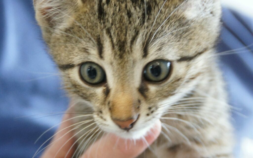 Animal shelter Keinheubach, Kitten