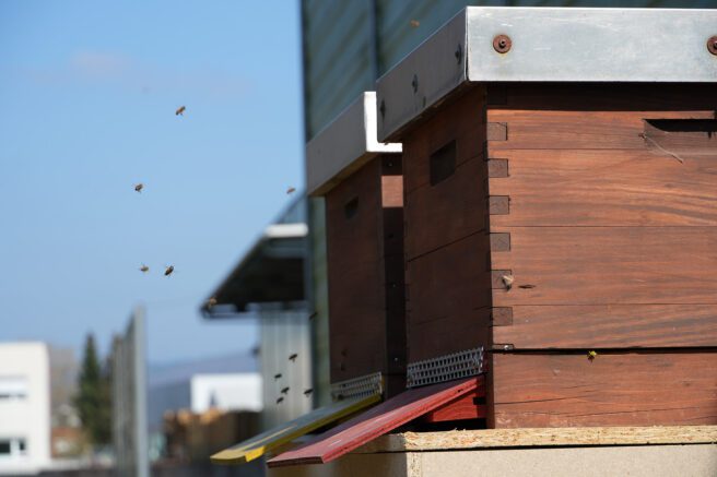 Bienenstock hinter dem Logistikzentrum. Einflugschneise.