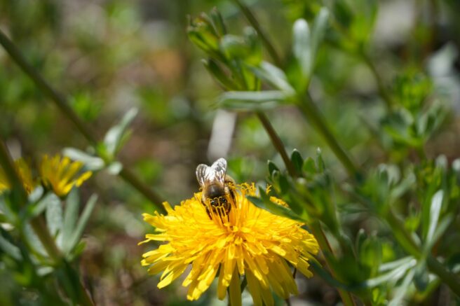 Biene sitzt auf Blüte